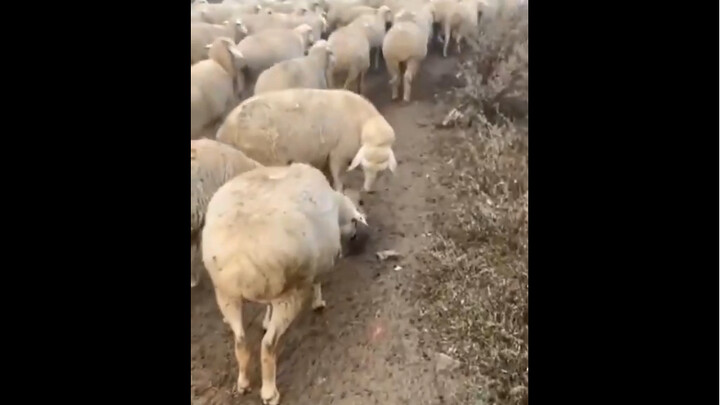 جرو كلب الراعي اللطيف يبدأ تدريبه كراعٍ تحت رعاية العم الخروف والعمة الخروف.