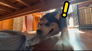Oh no! I was hiding under the bed, but the husky spotted me!