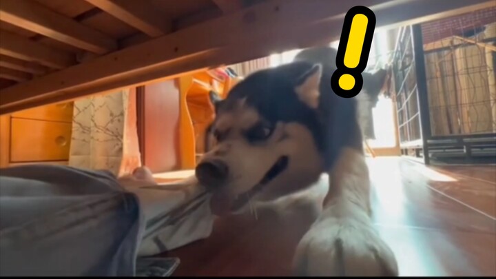 Waduh, pas bersembunyi di bawah tempat tidur malah ketahuan sama anjing husky!