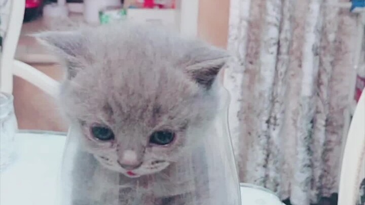 Anti-Animal Cruelty Law! Please cherish the furry friends around us～