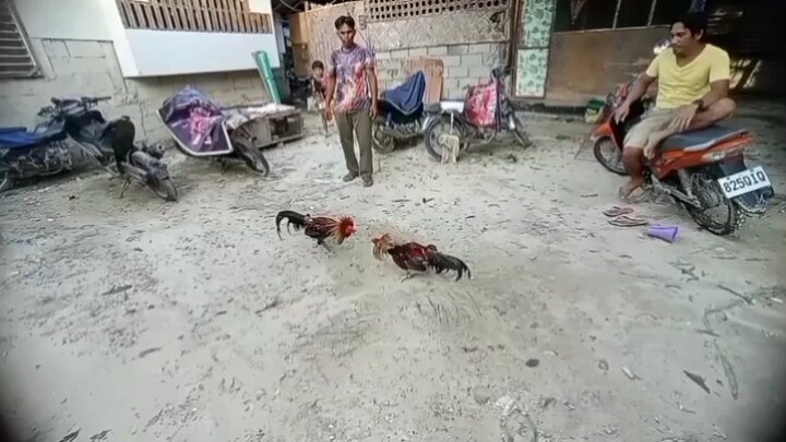 boston crosses cock