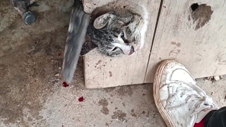 Cat: Don't tell my mom!