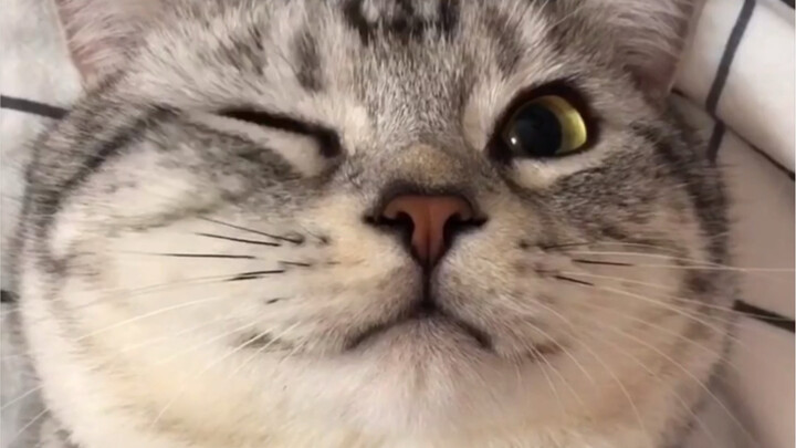 How to Prove Just How Much Your Cat Loves You