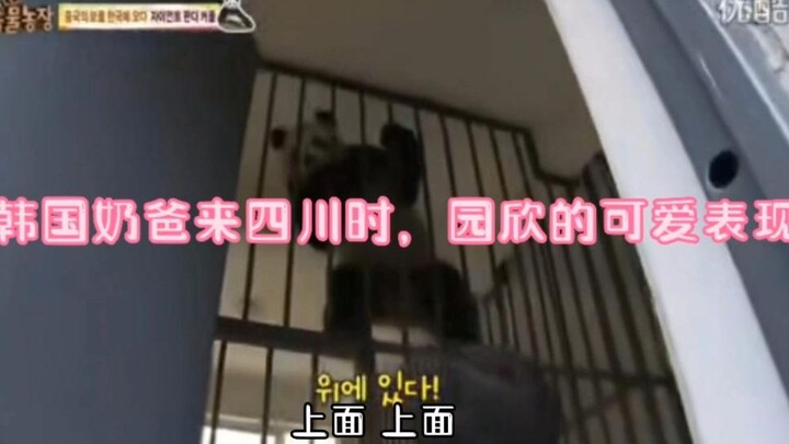 Khi ông bố trẻ Giang tới Tứ Xuyên để chọn gấu trúc, sự đáng yêu của Viên Hân (Lạc Bảo) đã gây sốt