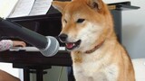 Anjing Shiba Inu yang Suka Ikut Bernyanyi Saat Majikan Bermain Piano