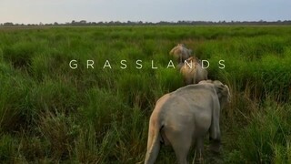 Planet Earth II S01 E05 - Grasslands