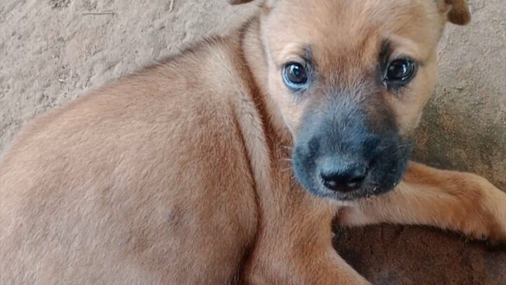 เจ้าหมาตัวเล็ก