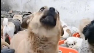 👨‍🍳🥩🐶🐕‍🦺—👨‍🍳🐶🐕‍