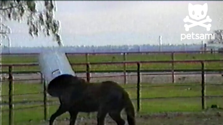 Horse has the best time ever with a trash can