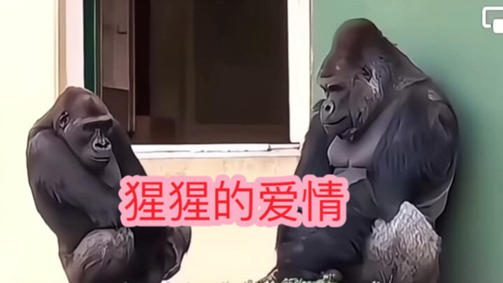 The chimpanzees’ little tricks are all learned from humans.