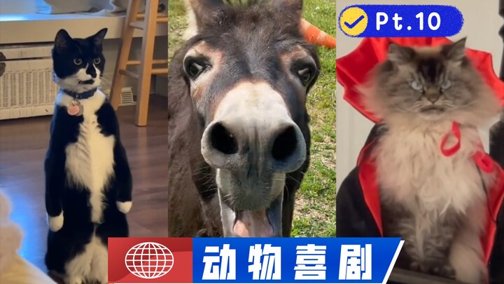 🐱 Animal Comedy Pt. 10 【Mom, I’m Free Now!!】🐶