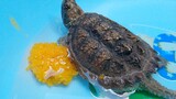 Rùa hung hăng chén ăn thịt cá lau kính