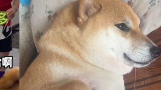 Lebih dari 1.000 Shiba Inu bertemu dengan lebih dari 40.000 Shiba Inu. Perbedaan antara kedua anjing