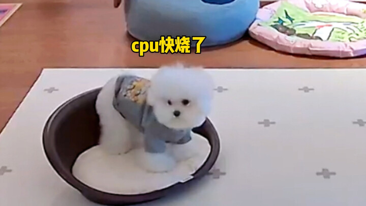 الأخت الصغيرة: قلب الكلب بارد جدًا ولا أجرؤ على لمسه