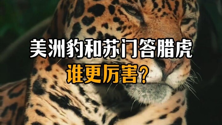 Which is stronger, the jaguar or the Sumatran tiger?