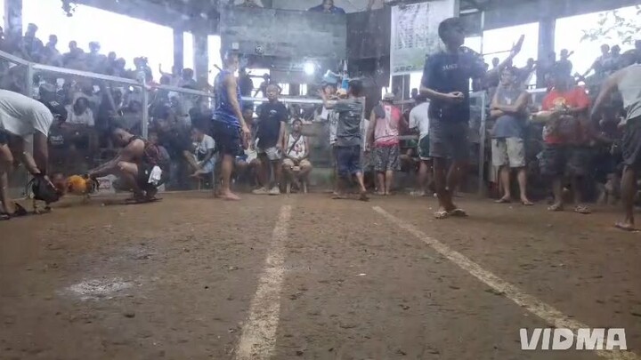 pumpkin hatch bullstag