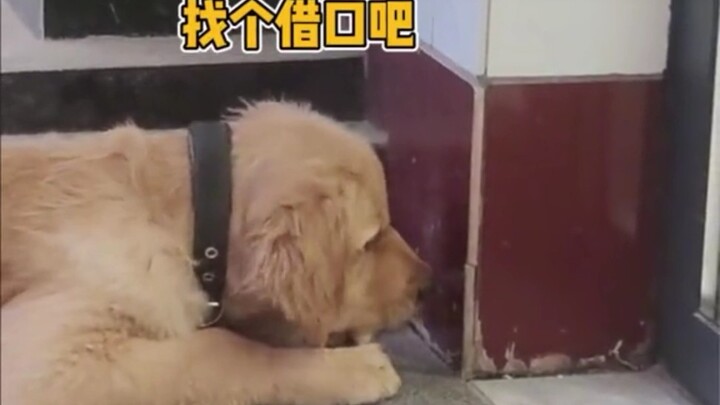 الكلب: لقد دخل بمبادرة منه حقًا!