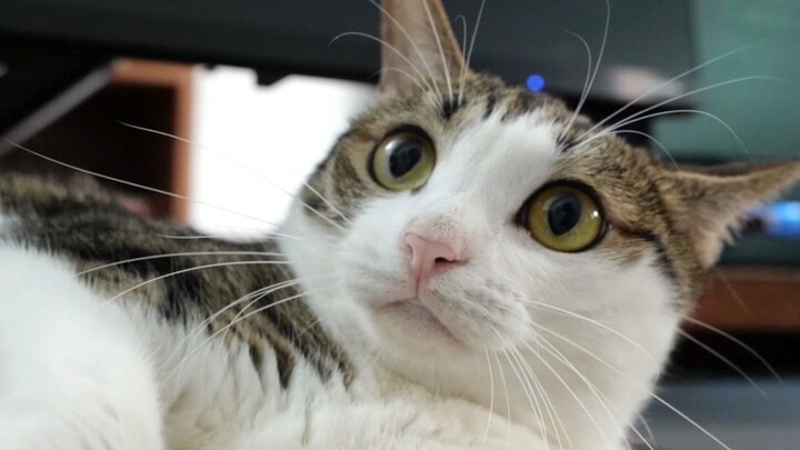 Found the farting switch on the clip-on cat