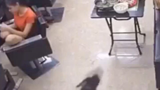 This dog is hopeless [winking]