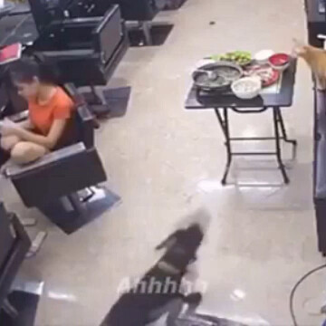 หมาตัวนี้รับไม่ได้แล้ว [หัวเราะแอบๆ]