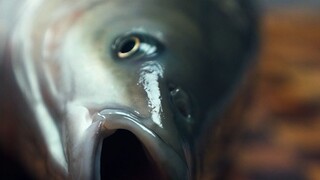 Fish: You don’t have to be so cruel to me.