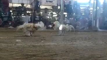 sinibalang wins