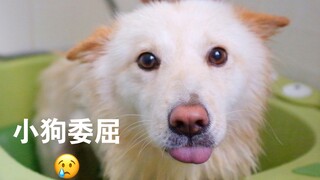 "Because it's a Chinese native dog, the pet shop refused to wash it."