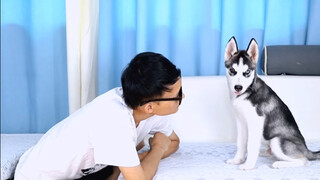 Nhìn chằm chằm vào Husky và xem phản ứng của chú chó