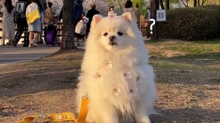 狗狗+樱花=新型网红景点