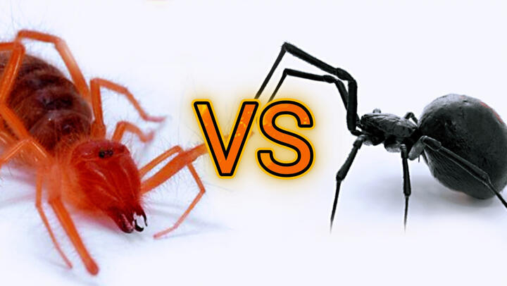 A Camel Spider with Two Pincers Fought against a Black Widow Spider