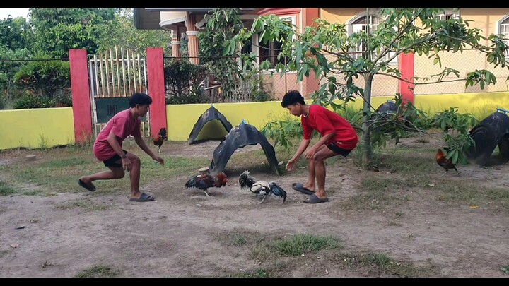 Early Bird Stags 2025