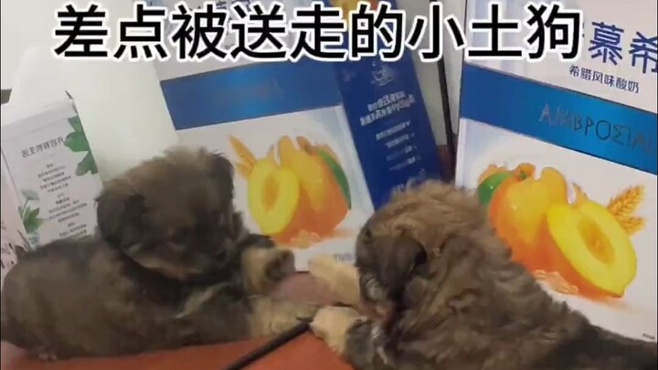 差点被退回去的狗子……