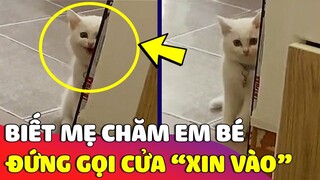 Bé mèo 'HIỂU CHUYỆN' đứng ngoài cửa xin Mẹ vào vì biết mẹ đang chăm 'EM BÉ'  😂 Gâu Đần