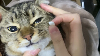 Took the cat to take medicine—when force didn't work, I had to resort to trickery! Sweetheart, Mommy