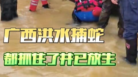 Sukses menangkap ular akibat banjir di Guangxi dan kemudian melepaskannya kembali ke alam