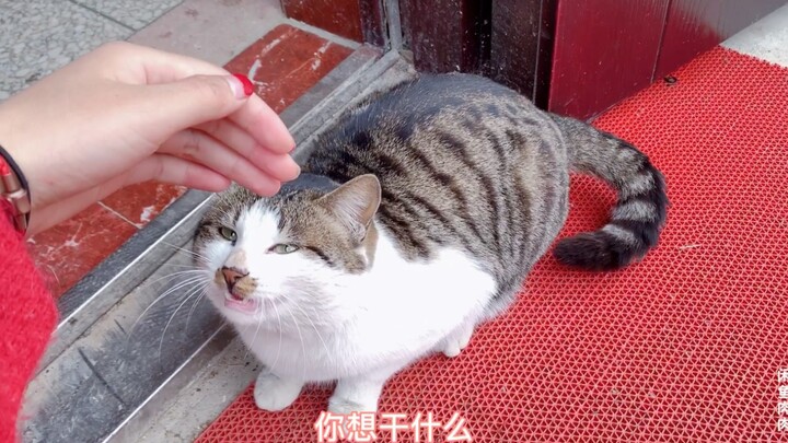 How to Catch a Giant Sea Cucumber