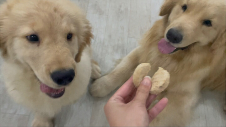 Ghen tị giúp chú cún tiến bộ