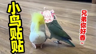 Sekalipun seekor burung tertarik, ia akan menempel padanya! ! !
