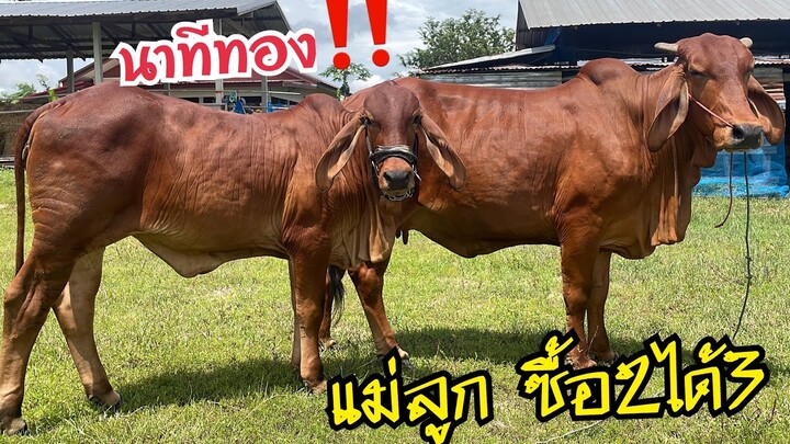 ตามหาจนเจอ‼️วัวแม่ลูกสวยๆสูง150ซื้อ2ได้3 ท้องพ่อนอก KF68 และควายงามสูง148+ท้องเงินอุทัย อยากย้ายบ้าน