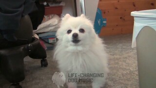 Smile Bomb (Yu Yu Hakusho) but Dogs Sung It (Doggos and Gabe)