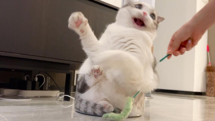 Even in the tiniest pot, cats just have to squeeze in!