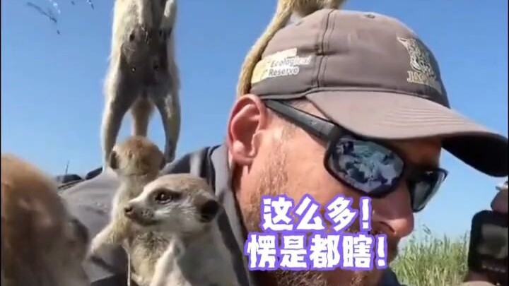 Cầy fennec: Tin tôi đi, kẻ địch nhất định đang ở gần đây, mũi của tôi chính là thước đo!