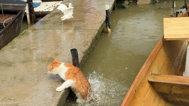 Kucing penangkap ikan milik penduduk asli pesisir