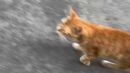 นี่คือแมวจรจัดตัวแรกที่ฉันรู้จักในหมู่บ้านแห่งนี้ มันเป็นแมวส้มตัวใหญ่ที่ชอบนอนบนรถปอร์เช่ เป็นแมวส้