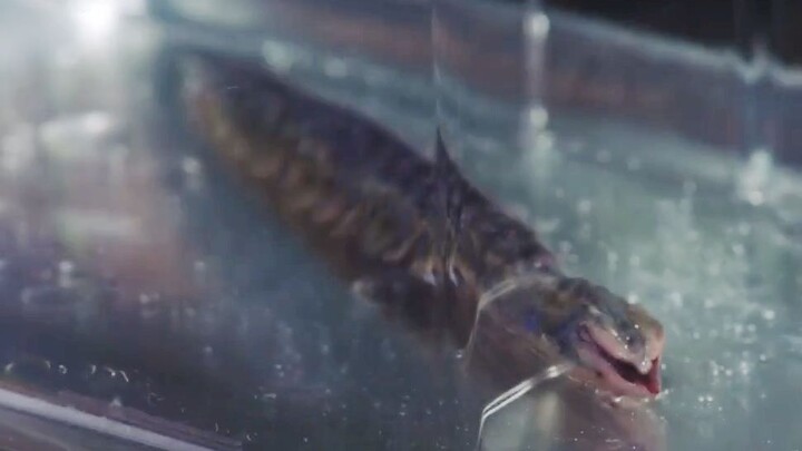 Para ilmuwan menemukan cacing penghisap lemak purba, tidak perlu olahraga atau diet, cukup ditempatk