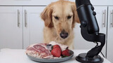 Dance|Watch The Real Golden Retriever's Eating Live Broadcast