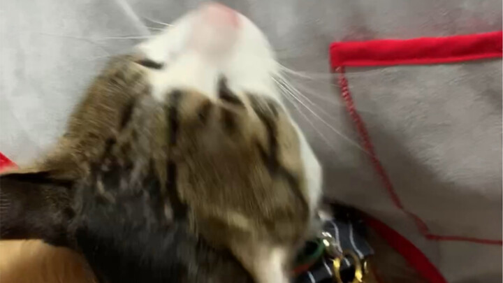Always ready to rescue cats