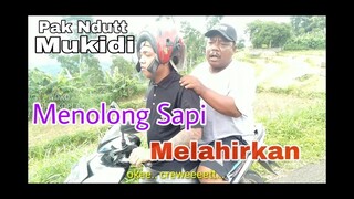 MENOLONG SAPI MELAHIRKAN - PAK NDUTT MUKIDI PART 1