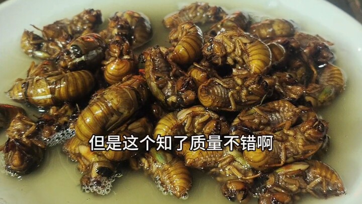 Eccentric Delicacy: The Frugal Turtle