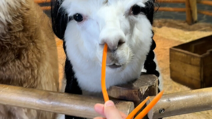 You’ve just gotta visit Changsha with Zoolung!